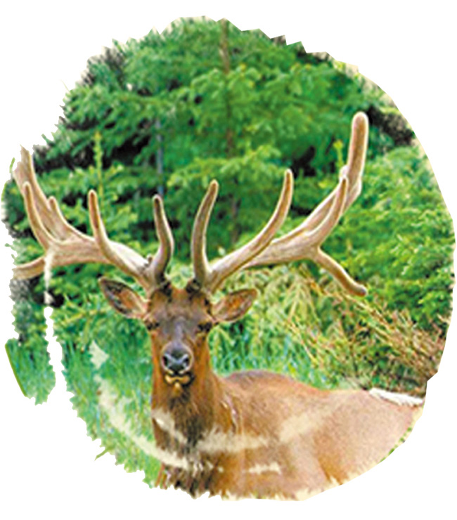 勃元養(yǎng)生酒32度125ml