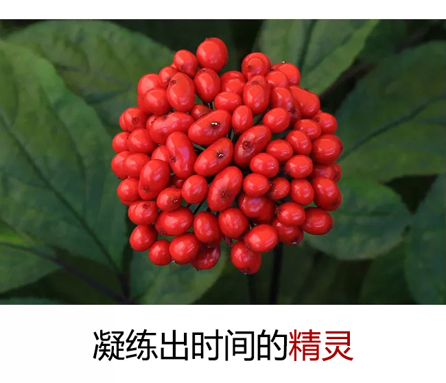 參妃人參瑪咖酒248ml